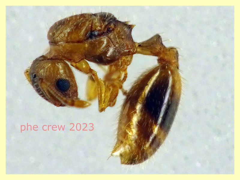 Temnothorax sp. regina circa 4 mm. - Anzio Falasche - 5.3.2023 - (1).JPG