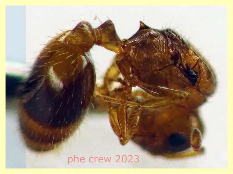 Temnothorax sp. regina circa 4 mm. - Anzio Falasche - 5.3.2023 - (3).JPG