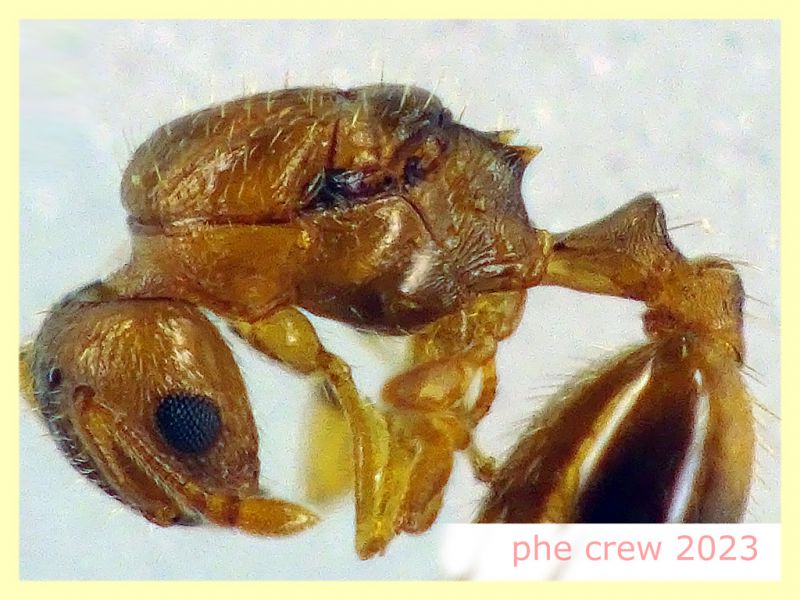 Temnothorax sp. regina circa 4 mm. - Anzio Falasche - 5.3.2023 - (2).JPG