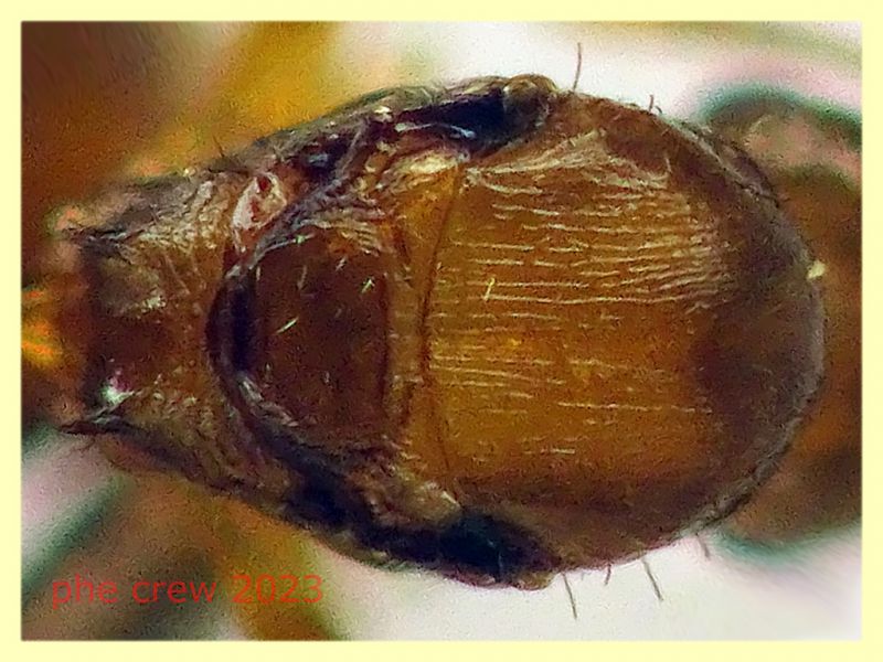 Temnothorax sp. regina circa 4 mm. - Anzio Falasche - 5.3.2023 - (4).JPG