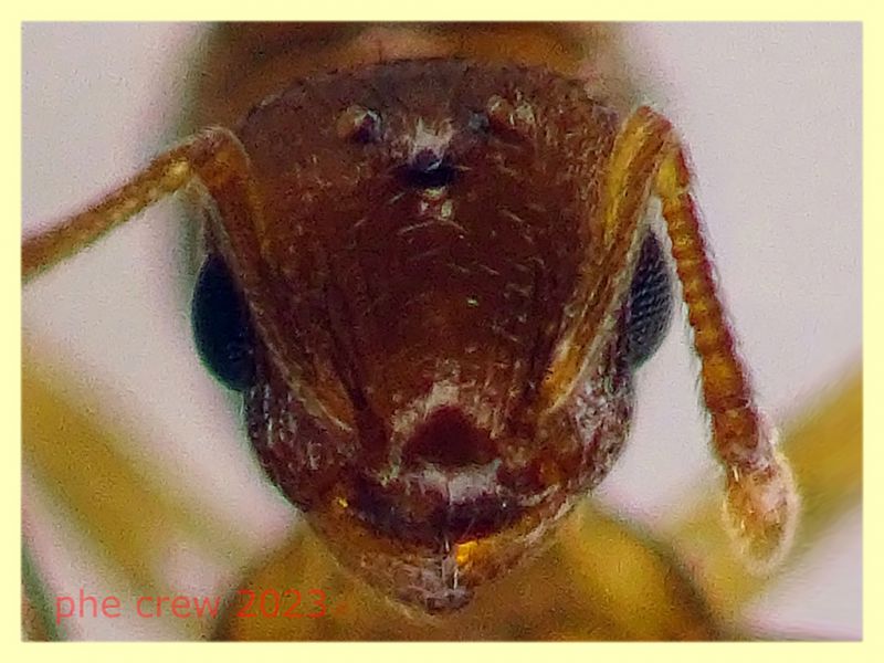 Temnothorax sp. regina circa 4 mm. - Anzio Falasche - 5.3.2023 - (5).JPG