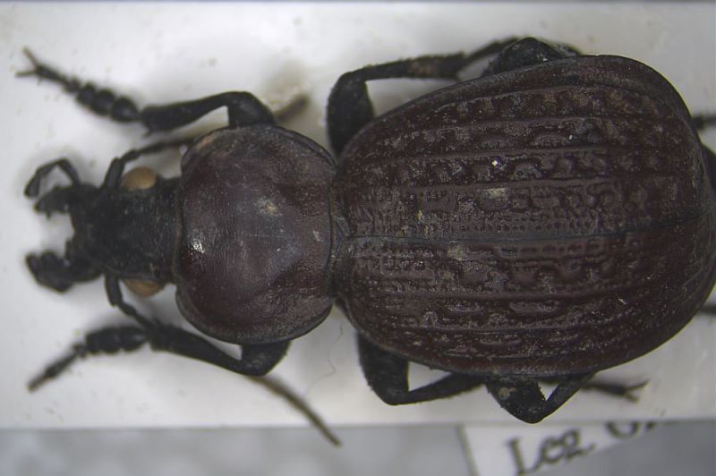 Carabus.jpg