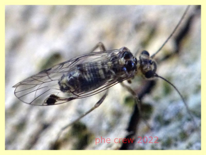 Psocus bipunctatus - Anzio 13.5.2022 - (19).JPG