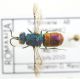 Chrysis_comtaIMG_0370_O00007.JPG