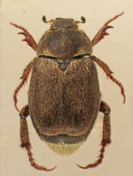 Hoplia paganettii fem.jpg