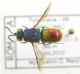 Chrysis_comtaIMG_0372_O00008.jpg