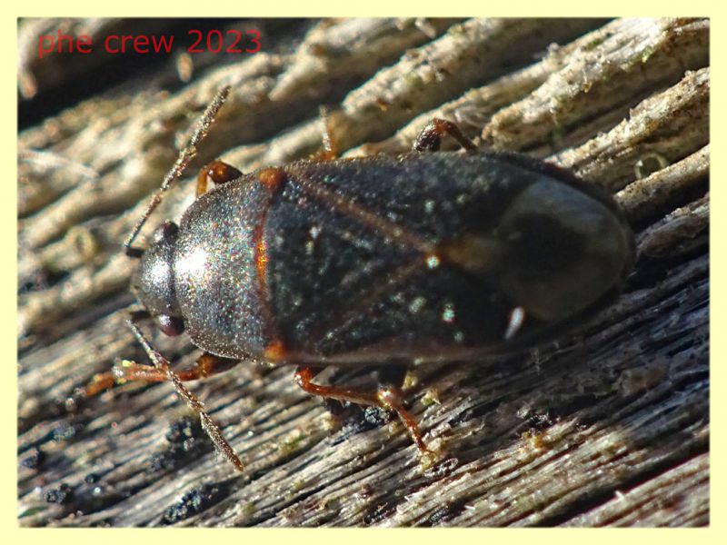 Trapezonotus sp. cf. - 4 mm. - Ariccia 20.1.2023 - (1).JPG