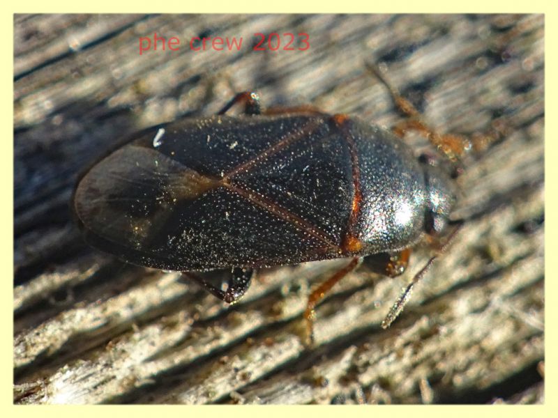 Trapezonotus sp. cf. - 4 mm. - Ariccia 20.1.2023 - (2).JPG