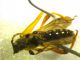 Oedemeride 1_V.jpg
