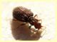 Stephostethus sp. - 1,8 mm - Anzio 11.2.2021 - (26).JPG