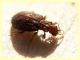 Stephostethus sp. - 1,8 mm - Anzio 11.2.2021 - (22).JPG