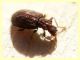 Stephostethus sp. - 1,8 mm - Anzio 11.2.2021 - (20).JPG