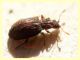 Stephostethus sp. - 1,8 mm - Anzio 11.2.2021 - (16).JPG