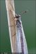 Myrmeleon_inconspicuus_7737.jpg