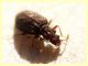 Stephostethus sp. - 1,8 mm - Anzio 11.2.2021 - (28).JPG