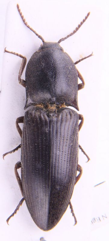 Elateridae_Egipt.JPG