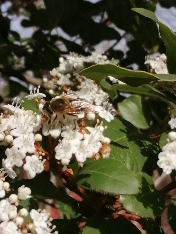 ERISTALIS 2.jpg