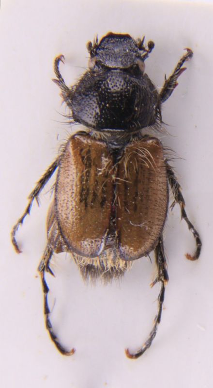 Chasmatopterus.JPG