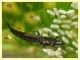 Thripidae in bonsai Ginseng Ficus retusa - Anzio 16.9.2022 - (7).JPG