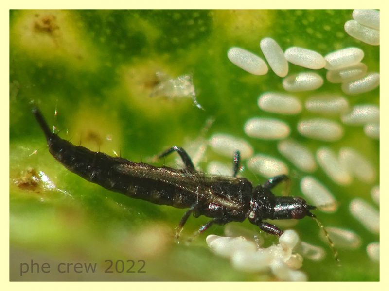 Thripidae in bonsai Ginseng Ficus retusa - Anzio 16.9.2022 - (7).JPG