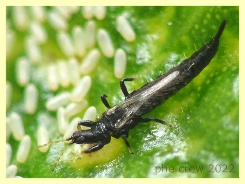 Thripidae in bonsai Ginseng Ficus retusa - Anzio 16.9.2022 - (10).JPG