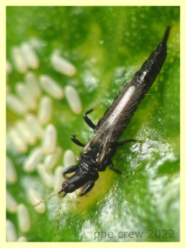 Thripidae in bonsai Ginseng Ficus retusa - Anzio 16.9.2022 - (9).JPG