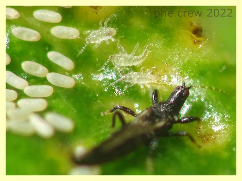 Thripidae in bonsai Ginseng Ficus retusa - Anzio 16.9.2022 - (4).JPG