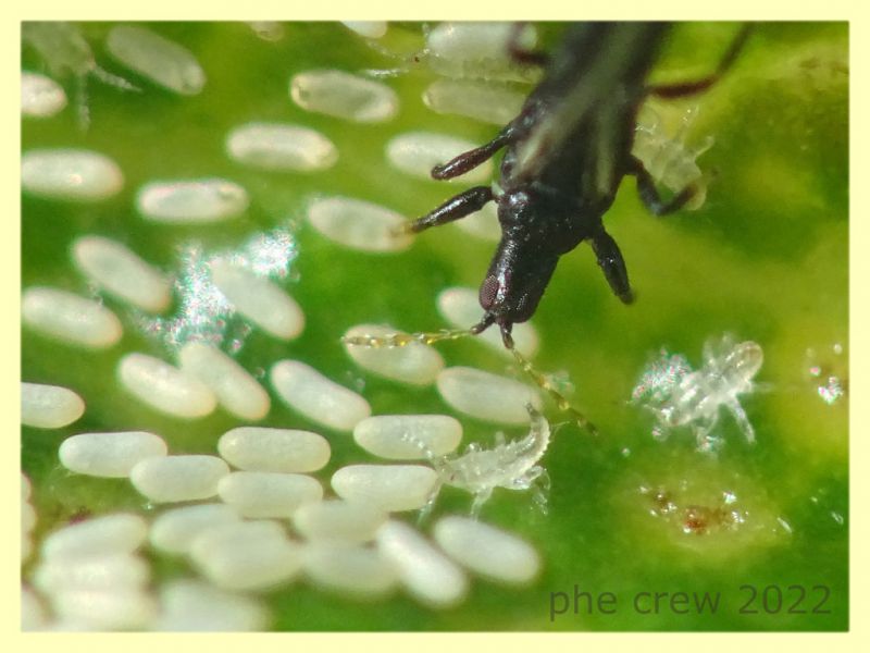 Thripidae in bonsai Ginseng Ficus retusa - Anzio 16.9.2022 - (3).JPG