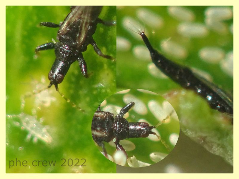 Thripidae in bonsai Ginseng Ficus retusa - Anzio 16.9.2022 - (8).JPG