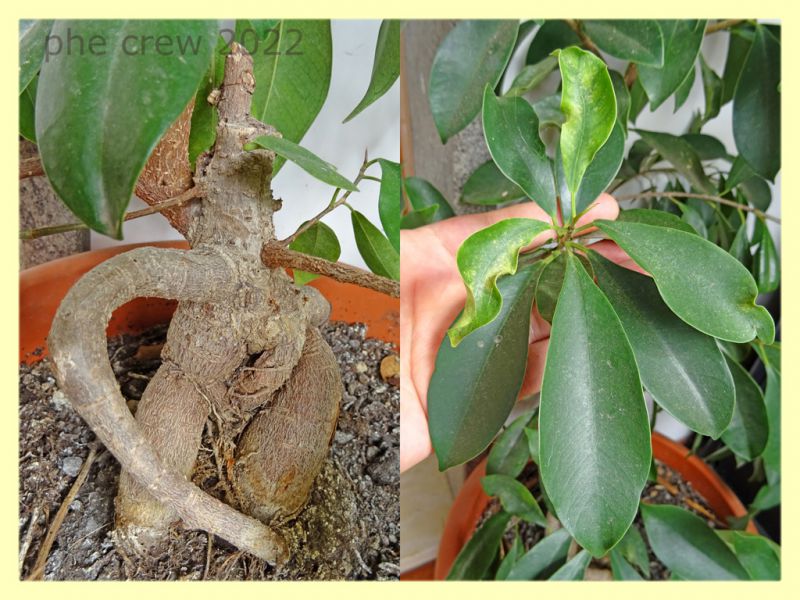 Thripidae in bonsai Ginseng Ficus retusa - Anzio 16.9.2022 - (2).JPG