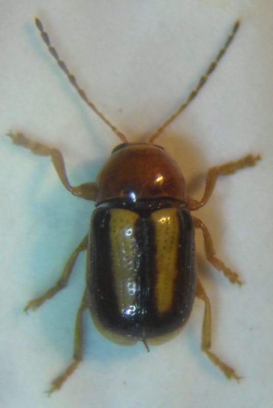 Cryptocephalus blanduloides 002 A.jpg