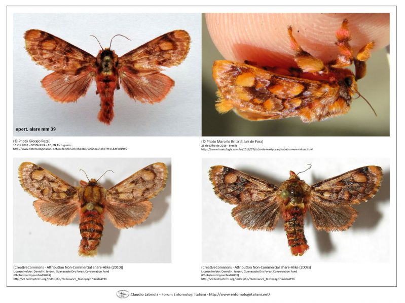 Confronto_Forum_Entomologi_Italiani_Claudio_Labriola.jpg