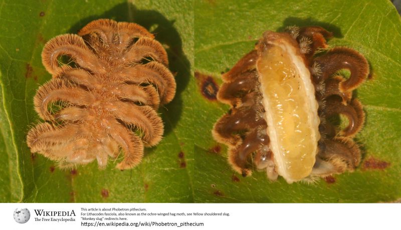 Larva_Phobetron_Forum_Entomologi_Italiani_Claudio_Labriola.jpg