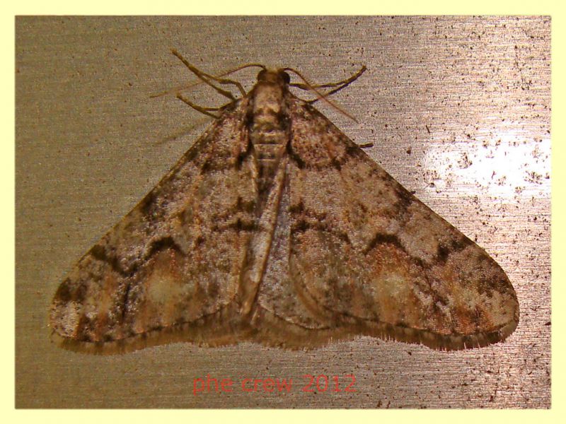 Agriopis leucophaearia Dutovlje 17.3.2012 -.JPG