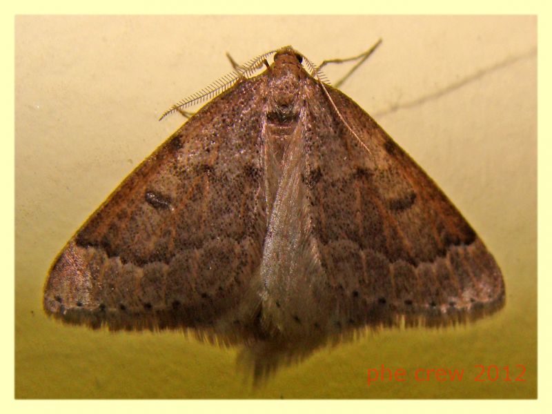 prob. Agriopis - Dutovlje 17.3.2012 -.JPG