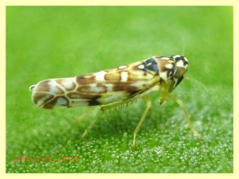 Eupteryx sp. su Inula viscosa - Anzio 25.3.2023 - (1).JPG