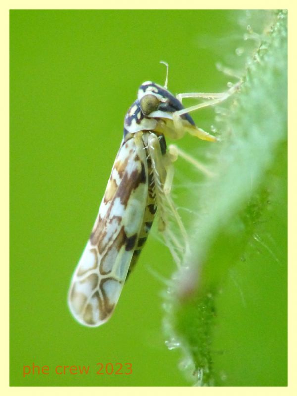 Eupteryx sp. su Inula viscosa - Anzio 25.3.2023 - (2).JPG