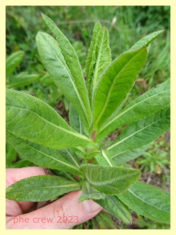 Eupteryx sp. su Inula viscosa - Anzio 25.3.2023 - (4).JPG