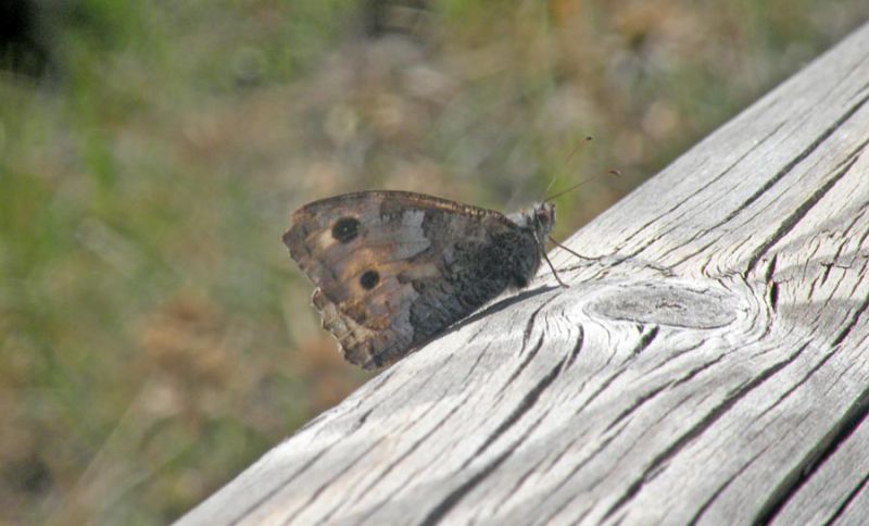 PN Pollino PZ 19-09-21 71a.jpg