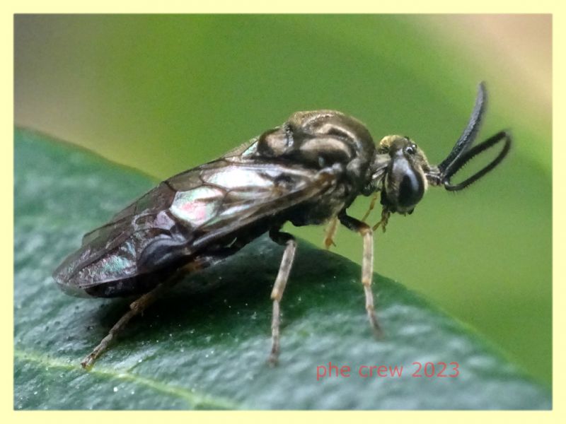 Sterictiphora geminata - longicornis e pianta ospite - Anzio 25.3.2023 - (1).JPG