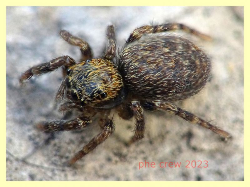 Euophrys sp. femmina - Anzio 25.3.2023 -.JPG