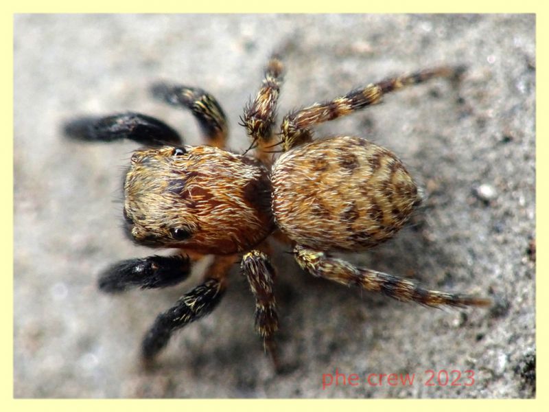 Euophrys sp. maschio - Anzio 25.3.2023 - (1).JPG