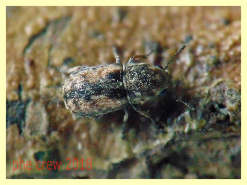 Noxius curtirostris - 3 mm. - Anzio 21.5.2018 - (1).JPG