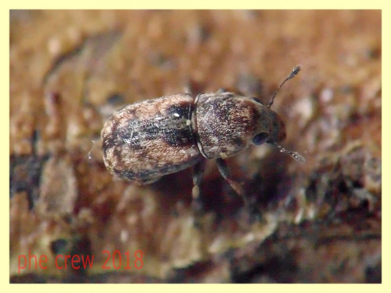 Noxius curtirostris - 3 mm. - Anzio 21.5.2018 - (2).JPG