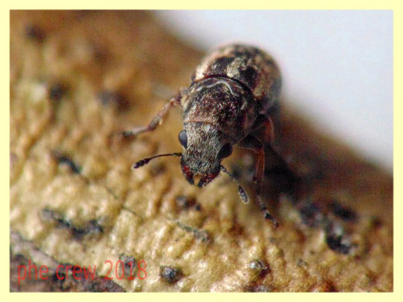 Noxius curtirostris - 3 mm. - Anzio 21.5.2018 - (3).JPG