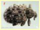 Cleopus solani femmina su Verbasco - Anzio 25.3.2023 -.JPG
