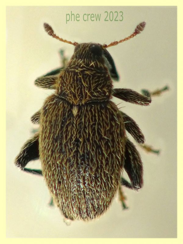 Pseudorchestes persimilis - circa 2 mm. su Inula viscosa - Anzio 25.3.2023 - (1).JPG