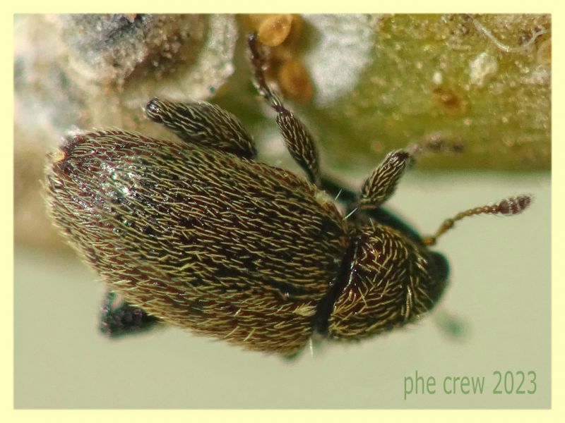 Pseudorchestes persimilis - circa 2 mm. su Inula viscosa - Anzio 25.3.2023 - (5).JPG