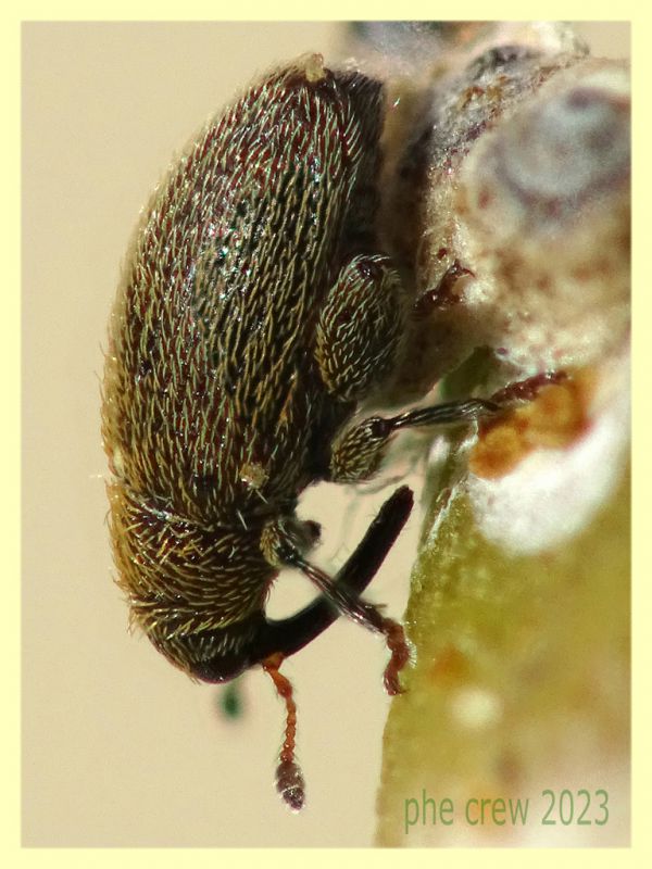 Pseudorchestes persimilis - circa 2 mm. su Inula viscosa - Anzio 25.3.2023 - (6).JPG