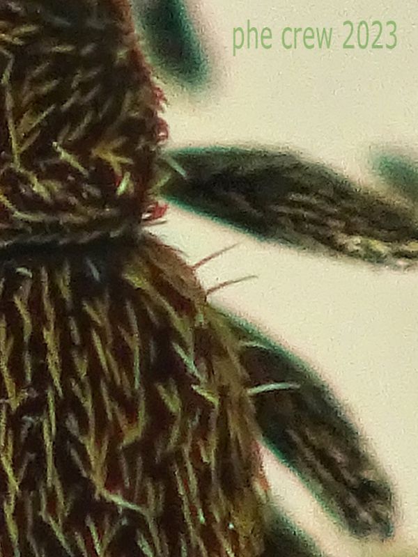 Pseudorchestes persimilis - circa 2 mm. su Inula viscosa - Anzio 25.3.2023 - (9).jpg